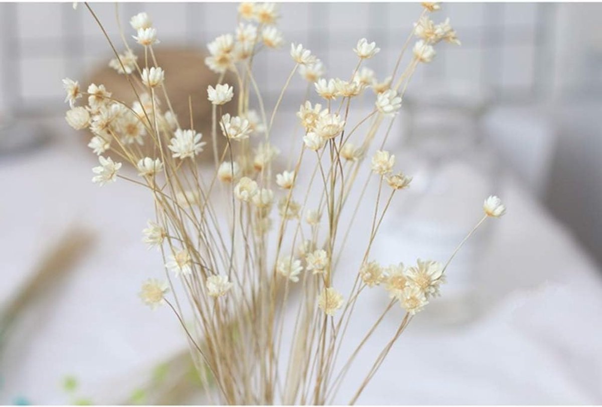 150 Stems Mini Daisy Chamomile Boeket Natuurlijke Droogbloemen voor Bruiloft en Thuisdecoratie - Wit, Decoratief, DIY, Bloemstukken