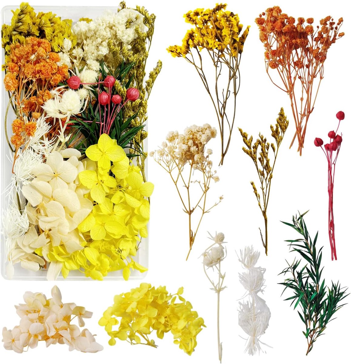 SnelShoppen - Gedroogde Bloemen voor Creatieve Klussen - Kleurvolle Dried Flowers in Dozen voor DIY Fotolijsten en Decoratie - Natuurlijke Gedroogde B