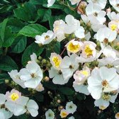 Rosa multiflora - veelbloemige roos 40-60 cm pot
