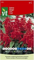 Salvia Splendens Rood, onmisbaar en traditioneel