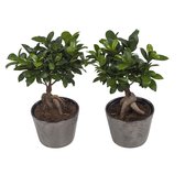 Ficus Gin Seng Wyberline grijs ( 2 Stuks )