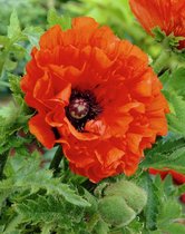 20x Klaproos 'Papaver may queen'  bloembollen met bloeigarantie