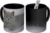 Magische Mok - Foto op Warmte Mokken - Koffiemok - Liggende Britse korthaar kitten - Magic Mok - Beker - 350 ML - Theemok