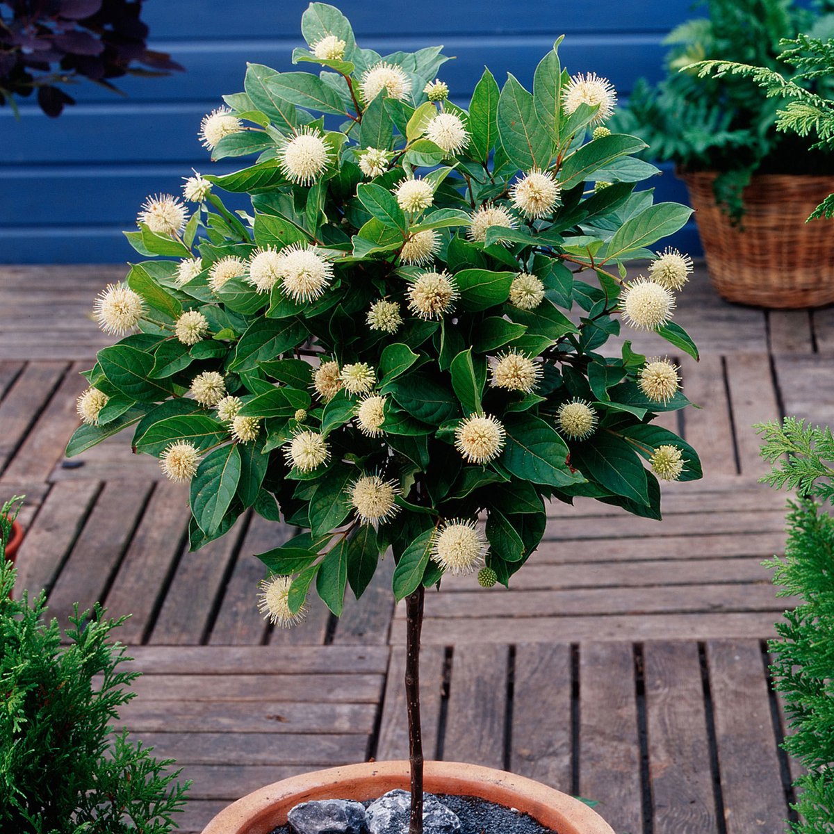 Kogelbloem Cephalanthus op stam wit Winterhard ↑ 50 cm Pot Ø 19 cm