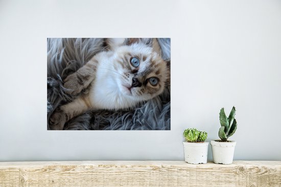 Poster Siamese kitten met blauwe ogen op een deken van schapenvacht - 40x30 cm