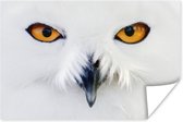 Image en gros plan d'un harfang des neiges Poster 60x40 cm - Tirage photo sur Poster (décoration murale salon / chambre)