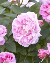 Mary Rose | Engelse roos | Roze | Struikroos | 1 meter hoog
