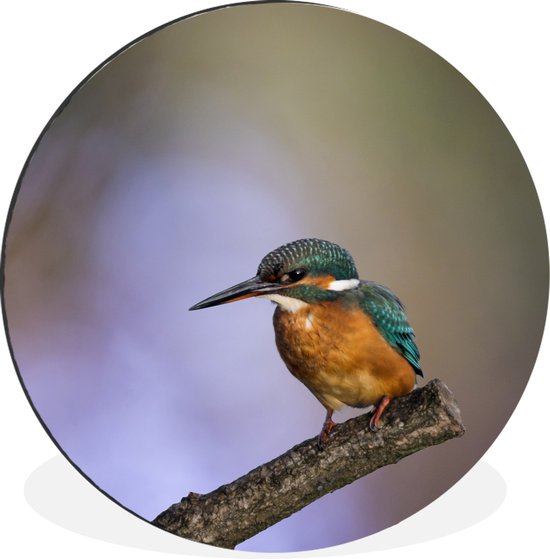 WallCircle - Wandcirkel - Muurcirkel - IJsvogel fotoprint - Aluminium - Dibond - ⌀ 90 cm - Binnen en Buiten