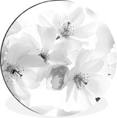 Cercle mural - Cercle mural - Macro photo de fleur de cerisier - noir et blanc - Aluminium - Dibond - ⌀ 30 cm - Intérieur et Extérieur