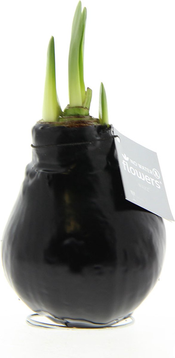 Wax Amaryllis Zwart | Prachtige Wax Amaryllis voor in huis | Rood