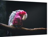 Roze kaketoe op zwarte achtergrond - Foto op Dibond - 90 x 60 cm