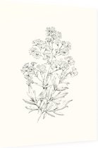 Poelruit zwart-wit Schets (Yellow Meadow Rue) - Foto op Dibond - 60 x 80 cm