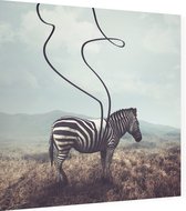 Abstracte zebra,  - Foto op Dibond - 40 x 40 cm