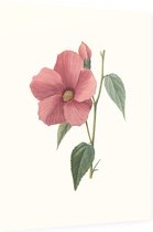 Hibiscus Aquarel (Hibiscus) - Foto op Dibond - 30 x 40 cm
