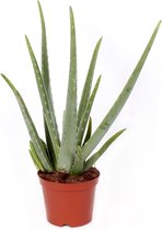 Kamerplant van Botanicly – Aloe Vera – Hoogte: 55 cm