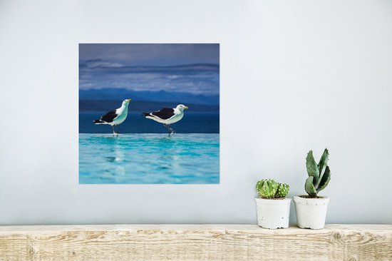 Affiche Mouettes - Vogels - Piscine - 30x30 cm