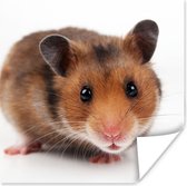 Poster Nieuwsgierige hamster - 30x30 cm