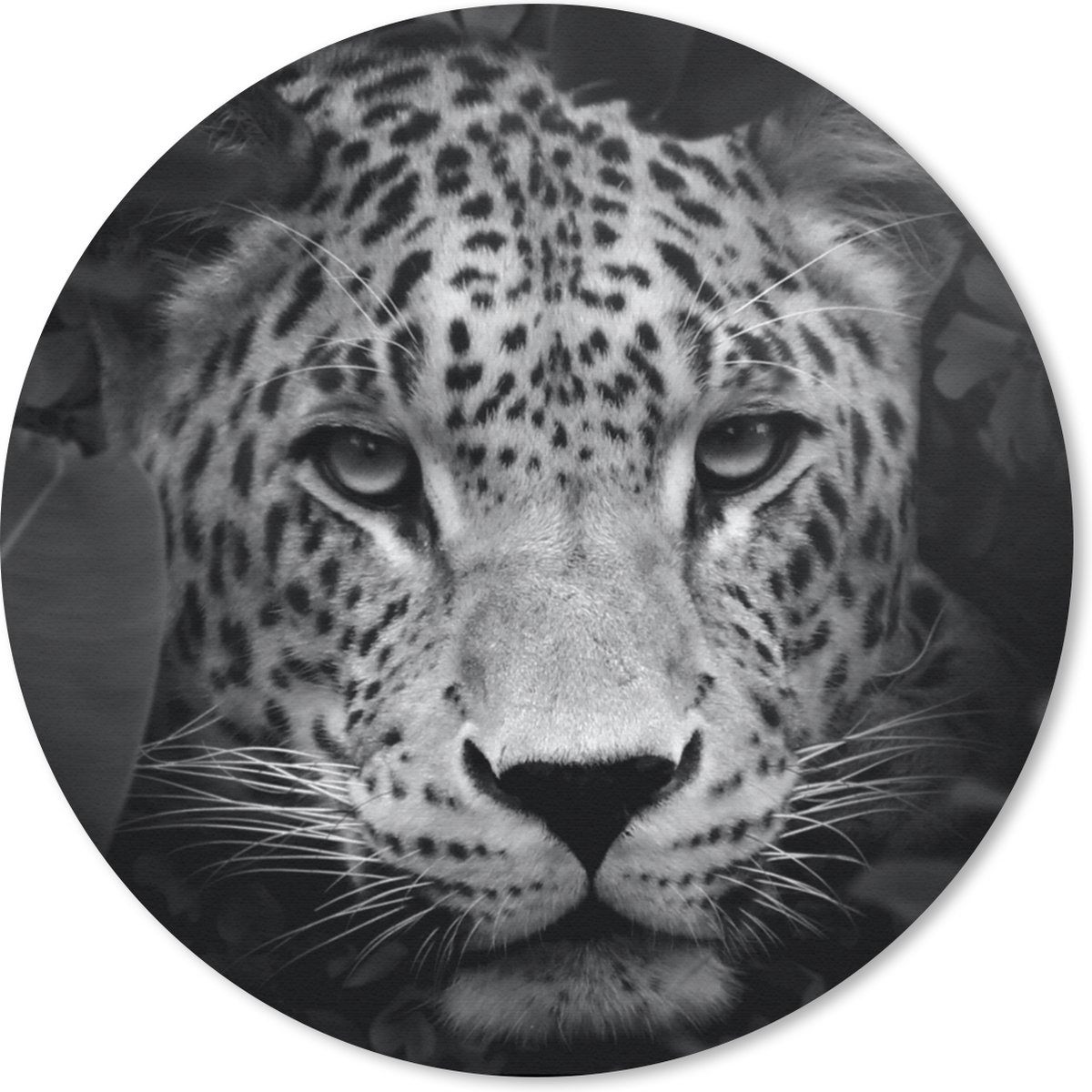 Muismat rond 20x20 cm - Mousepad Jungle - Panter - Wilde dieren - Zwart - Wit - Ronde muismatten