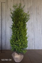 10 stuks | Japanse hulst 'Green Hedge' Kluit 160-180 cm - Bloeiende plant - Compacte groei - Geschikt als hoge en lage haag - Kleinbladig - Wintergroen