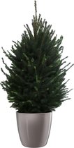 FloraExpert - Picea - 110 Cm - Ø 30