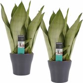 FloraExpert - Sansevieria - 30 Cm - Ø 12