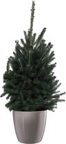 FloraExpert - Picea - 70 Cm - Ø 25