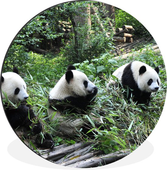 Wandcirkel - Muurcirkel - Panda - Natuur - Bamboe - Aluminium - ⌀ - Binnen en Buiten