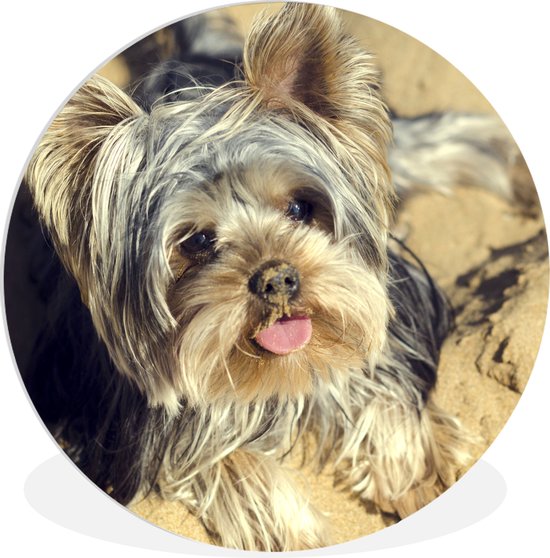 Wall Circle - Wall Circle Indoor - Yorkshire Terrier sur la Plage - 90x90 cm - Décoration murale - Peintures Ronds