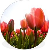 WallCircle - Cercle mural - Cercle mural d'intérieur - Fleurs - Tulipes - Soleil - 150x150 cm - Décoration murale - Peintures ronds