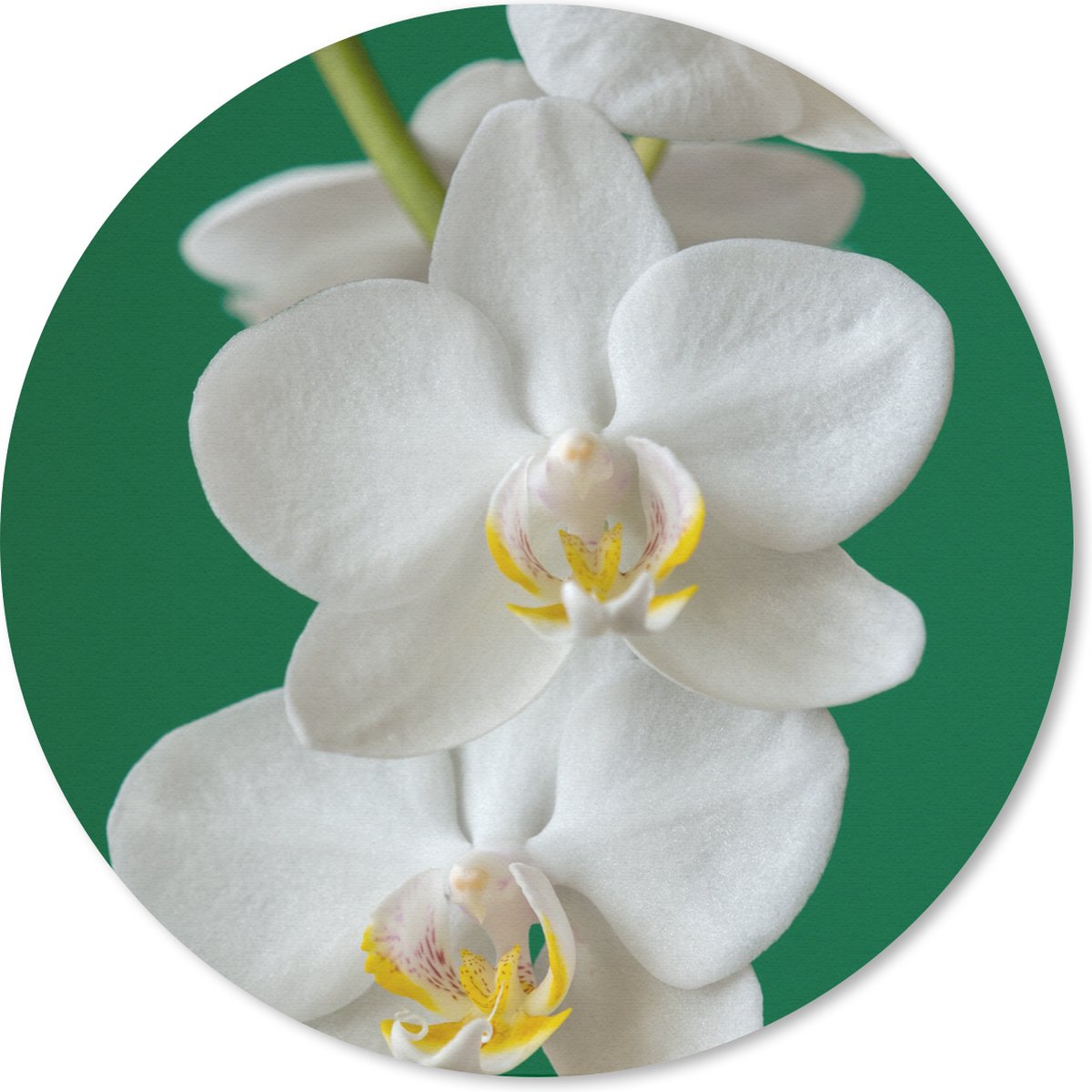 Muismat rond 50x50 cm - Mousepad Orchidee met groene achtergrond - Ronde muismatten