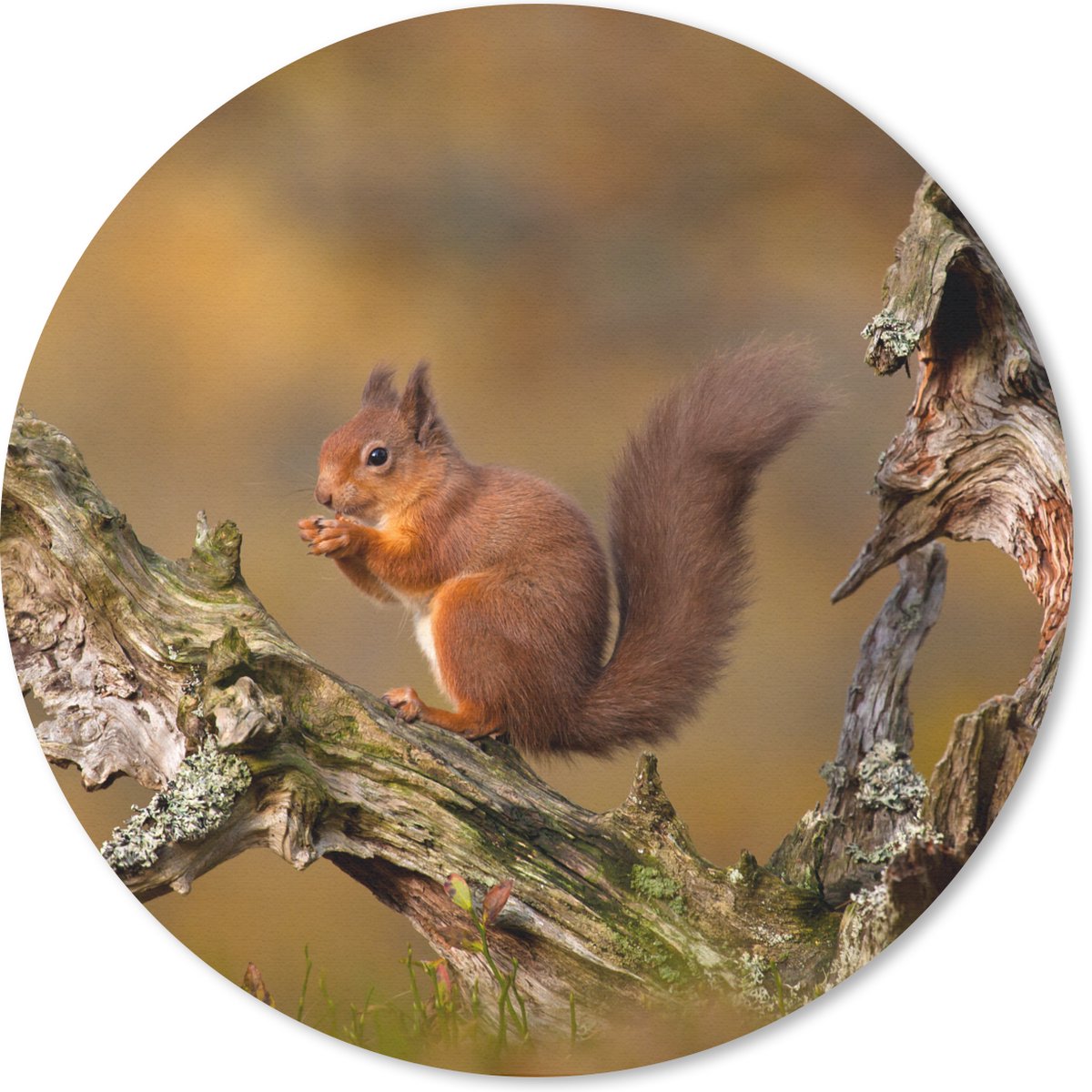 Muismat rond 20x20 cm - Mousepad Eekhoorn - Boomstam - Bos - Ronde muismatten