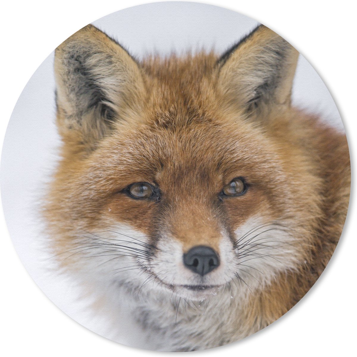 Muismat rond 40x40 cm - Mousepad Vos - Portret - Sneeuw - Ronde muismatten