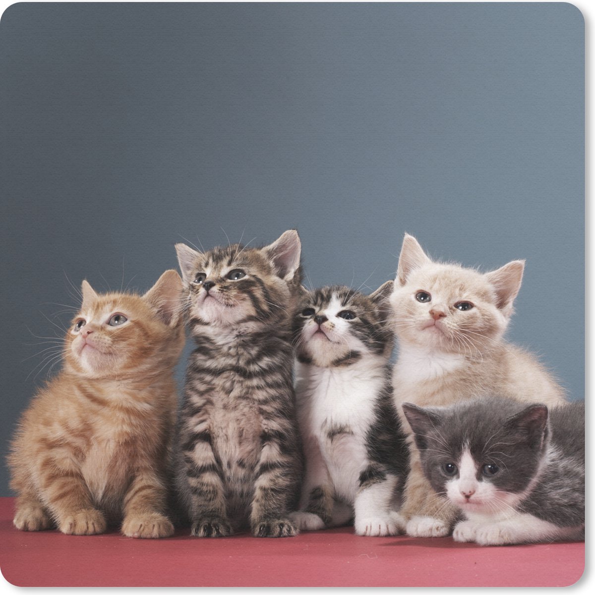 Muismat 30x30 cm - Mousepad Kittens - Blauw - Roze - Meisjes - Kinderen - Jongens - Kind - Muismatten