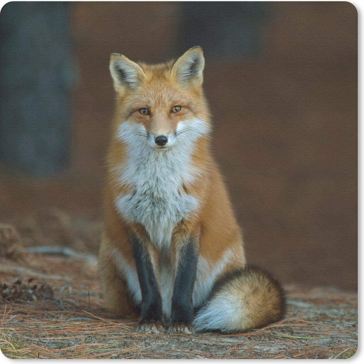 Muismat 20x20 cm - Mousepad Vos - Macro - Rood - Muismatten
