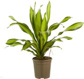 Hellogreen Kamerplant - Dracaena Charley - 100 cm