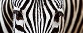 Dimex Zebra Vlies Fotobehang 375x150cm 2-delen