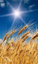 Dimex Wheat Field Vlies Fotobehang 150x250cm 2-banen