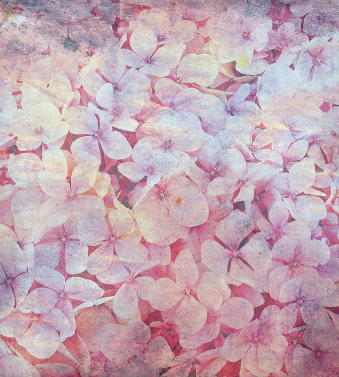 Fotobehang - Apple Tree Abstract I 225x250cm - Vliesbehang
