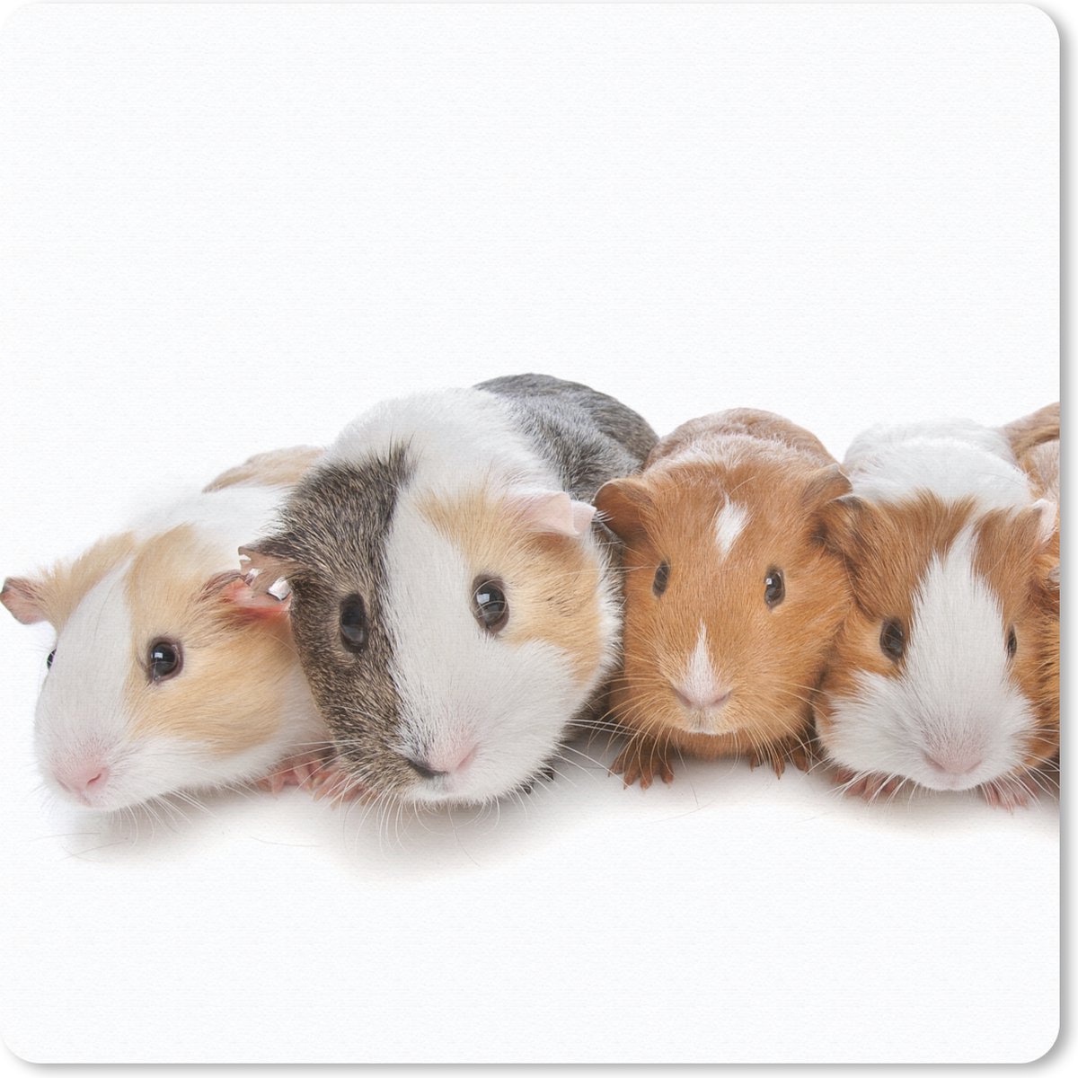 Muismat 30x30 cm - Mousepad Vijf cavia's - Muismatten