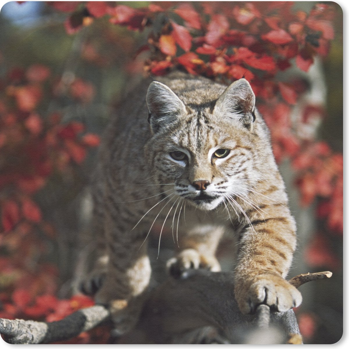 Muismat 30x30 cm - Mousepad Lynx - Boomstam - Herfst - Muismatten