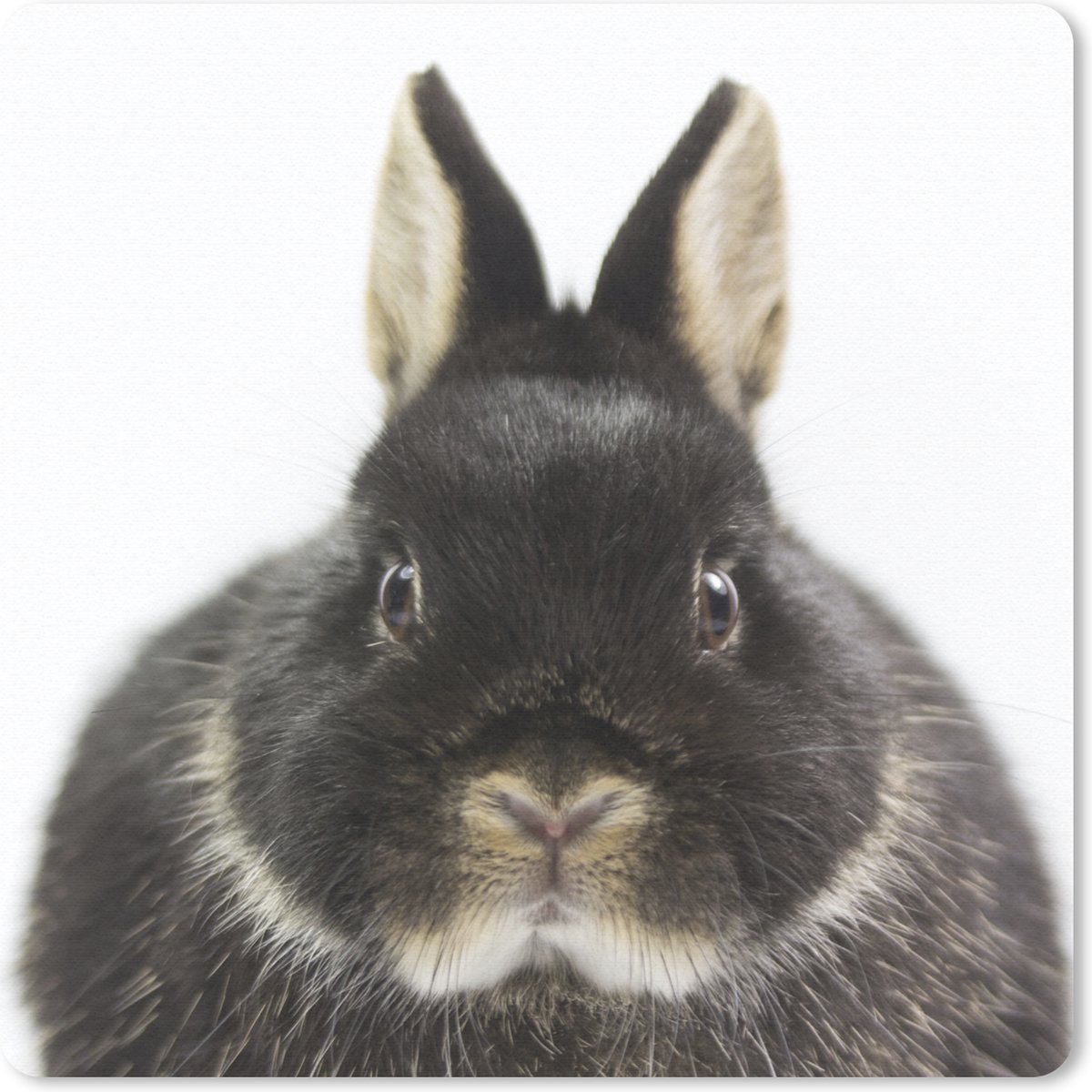 Muismat 30x30 cm - Mousepad Konijn - Huisdieren - Vacht - Muismatten
