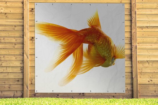 Poster Jardin Poisson rouge - Animaux aquatiques marins - Wit - 200x200 cm - Toile jardin - Poster extérieur