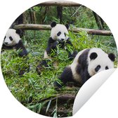 Tuincirkel Panda's - Bamboe - Bladeren - 60x60 cm - Ronde Tuinposter - Buiten