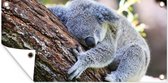 Tuinposter Koala - Boomstam - Knuffel - Kids - Jongens - Meiden - 80x40 cm - Wanddecoratie Buiten - Tuinposter - Tuindoek - Schuttingposter - Tuinschilderij