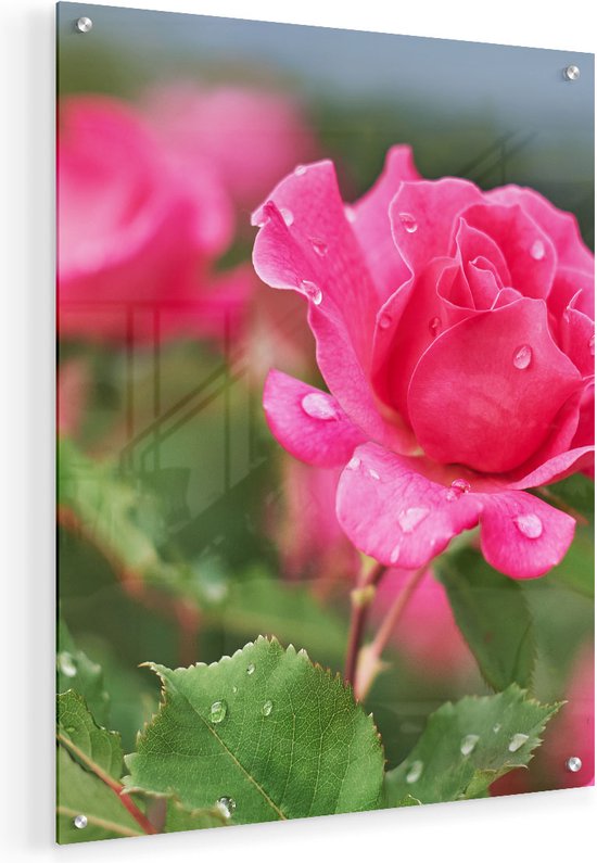 Artaza Glasschilderij - Roze Roos Met Waterdruppels - 40x50 - Plexiglas Schilderij - Foto op Glas