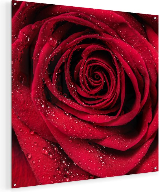 Artaza Glasschilderij - Rode Roos Met Waterdruppels - Bloem - 70x70 - Plexiglas Schilderij - Foto op Glas
