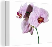 Canvas Schilderij Roze orchideebloem - 120x90 cm - Wanddecoratie
