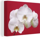 Canvas Schilderij Witte orchidee op rood - 120x90 cm - Wanddecoratie