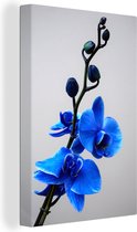 Tableau Toile Orchidée Bleue - 80x120 cm - Décoration murale