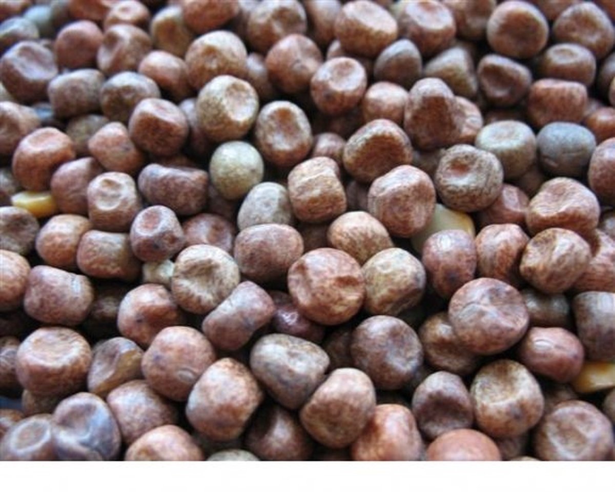 Maple peas erwten 25kg